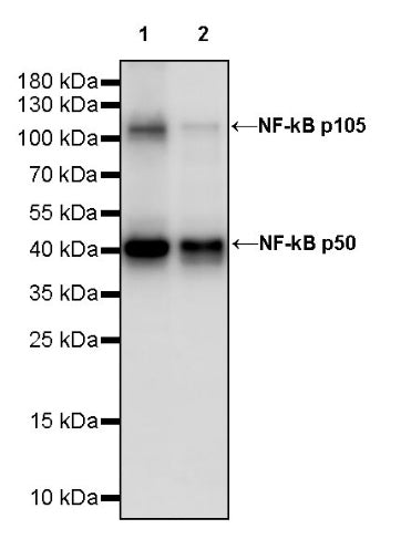 NF-κB p105/p50 Recombinant Rabbit mAb (S-3354)