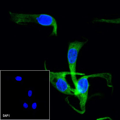 α-tubulin Recombinant Mouse mAb (S-364-23HL)