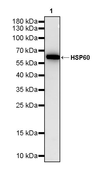 HSP60 Recombinant Mouse mAb (S-5385)