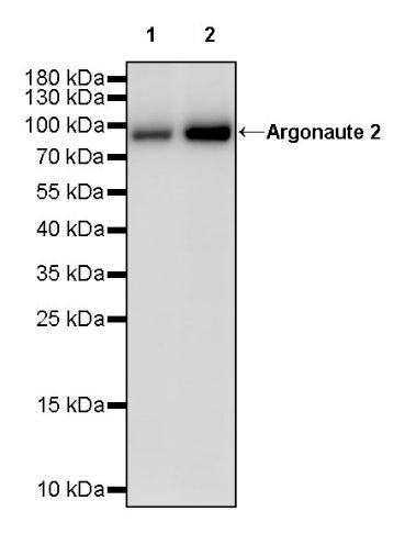 Argonaute 2 Recombinant Rabbit mAb (S-2620-13)
