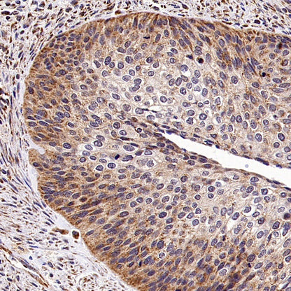 Rheb Rabbit Polyclonal Antibody