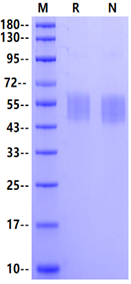 LOX-1/OLR1 His Tag Protein, Mouse
