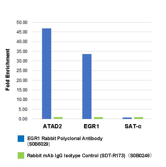 EGR1 Rabbit Polyclonal Antibody