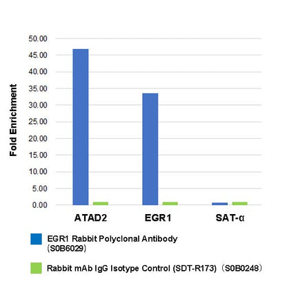 EGR1 Rabbit Polyclonal Antibody