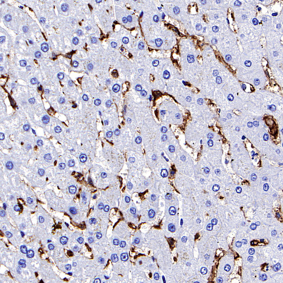 CD44 Rabbit Polyclonal Antibody