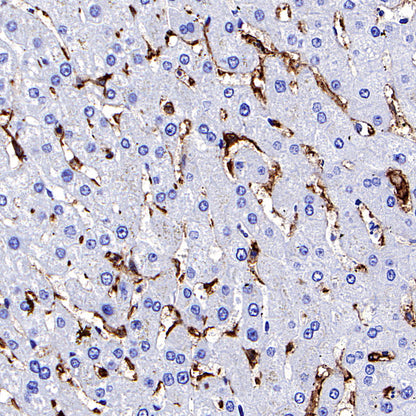 CD44 Rabbit Polyclonal Antibody