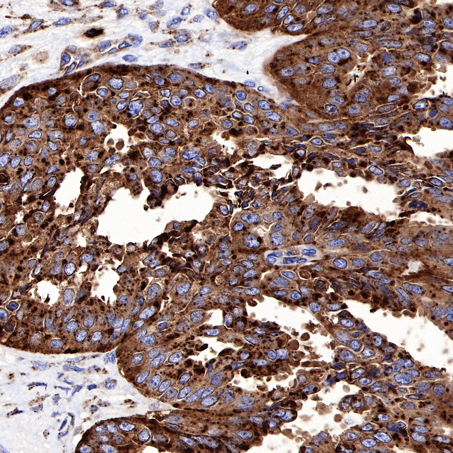 CD63 Recombinant Rabbit mAb,PBS Only (SDT-230-3)