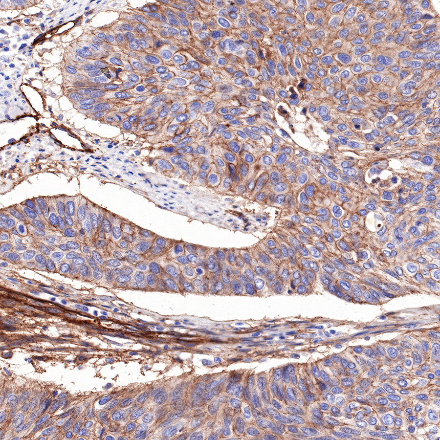 S-RMab®B7-H3/CD276 Recombinant Rabbit mAb (SDT-R158)