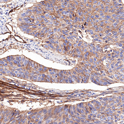 S-RMab®B7-H3/CD276 Recombinant Rabbit mAb (SDT-R158)