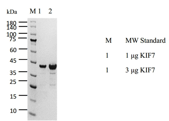 KIF7 Protein
