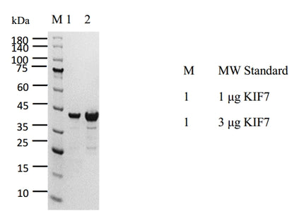 KIF7 Protein