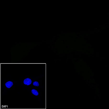 Mouse mAb IgM, κ Isotype Control (S-844-28)
