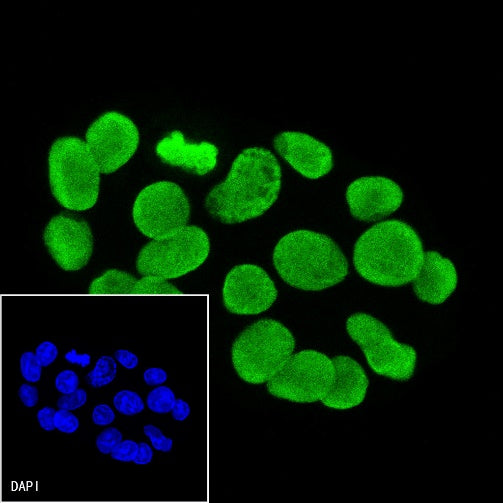 Histone H3 Recombinant Rabbit mAb (Alexa Fluor® 488 Conjugate) (S-266-44)