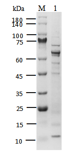 HDAC1 Protein, Human