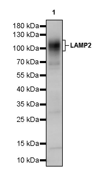 LAMP2 Rabbit Polyclonal Antibody