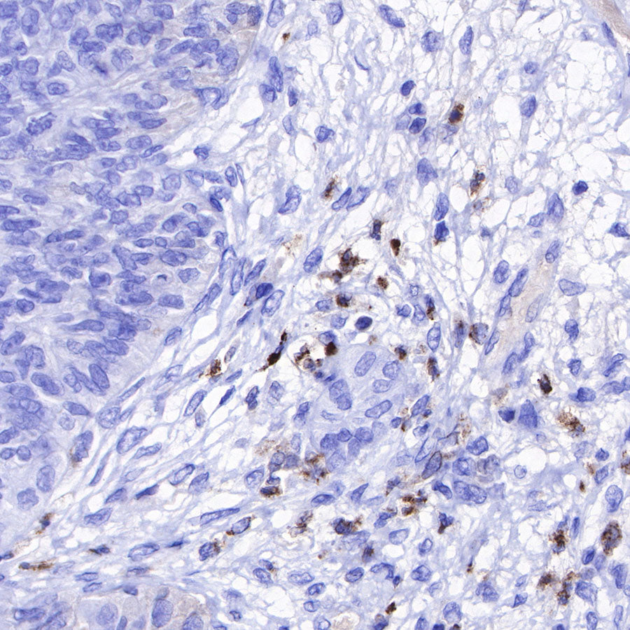 Lysozyme Recombinant Rabbit mAb (SDT-R176)