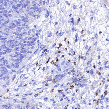 Lysozyme Recombinant Rabbit mAb (SDT-R176)