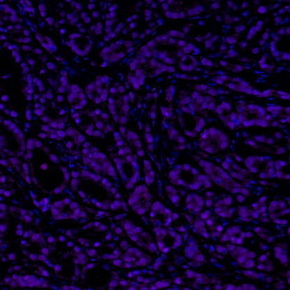 p27 Recombinant Rabbit mAb (Alexa Fluor® 700 Conjugate) (SDT-361-310)