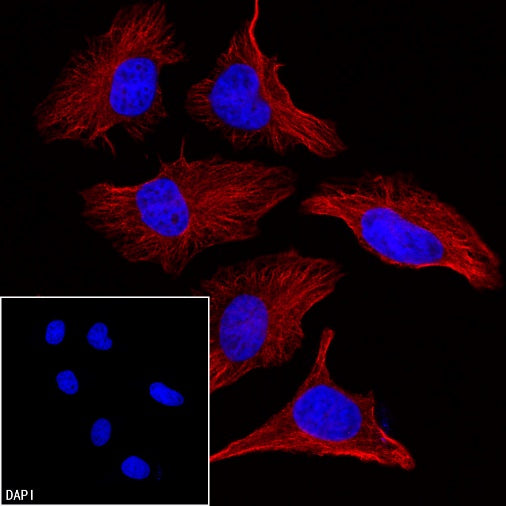 Anti-Biotin Recombinant Rabbit mAb (PE Conjugate) (S-3083)