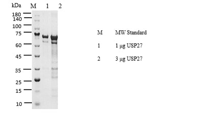 USP27 Protein