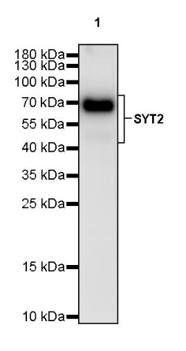 SYT2 Rabbit Polyclonal Antibody