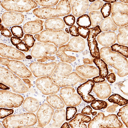 CA12 Rabbit Polyclonal Antibody