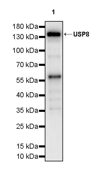 USP8 Recombinant Rabbit mAb (S-3848-146)