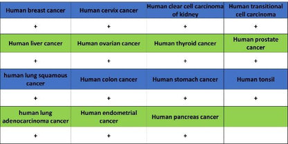 Collagen VI (COL6A1) Recombinant Rabbit mAb (S-1495-18)