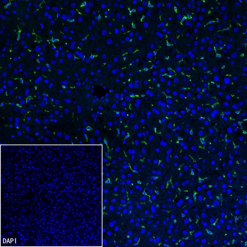 Iba1 Recombinant Rabbit mAb (S-484-18)