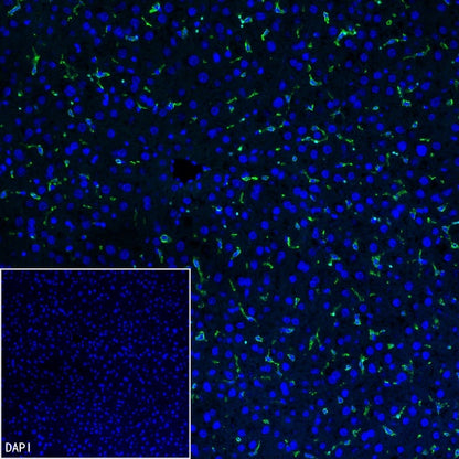 Iba1 Recombinant Rabbit mAb (S-484-18)