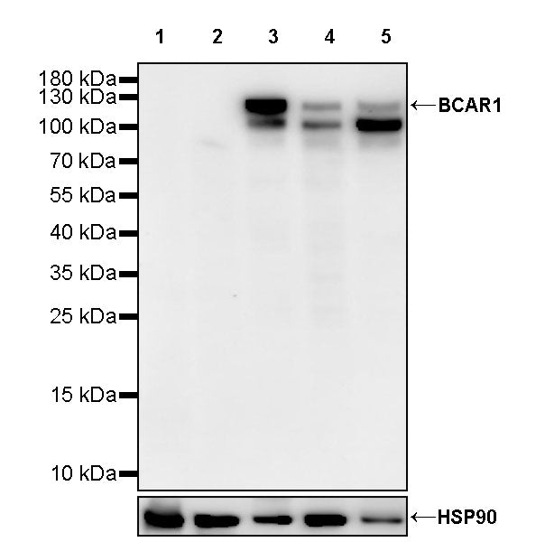 BCAR1 Recombinant Rabbit mAb (S-3542-49)