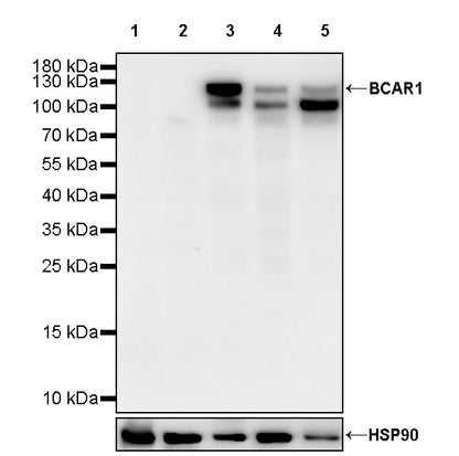 BCAR1 Recombinant Rabbit mAb (S-3542-49)