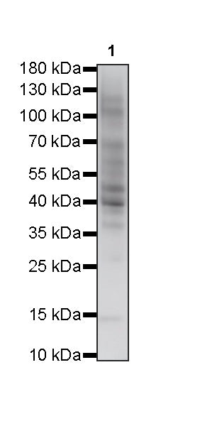 S-RMabMix™ Malonyl Lysine Rabbit mAb