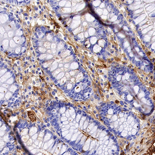 Citrate synthetase Recombinant Rabbit mAb (S-1708-56)