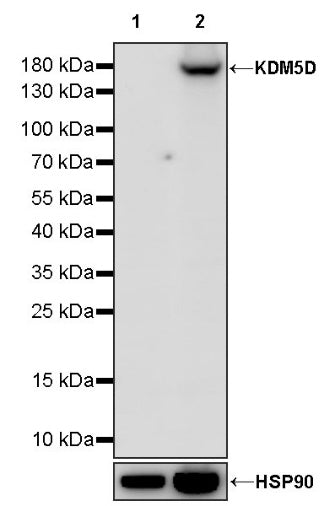 KDM5D Recombinant Rabbit mAb (S-1577-128)