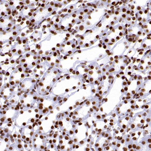 Histone H3.3 Recombinant Rabbit mAb (S-3883)