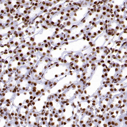 Histone H3.3 Recombinant Rabbit mAb (S-3883)