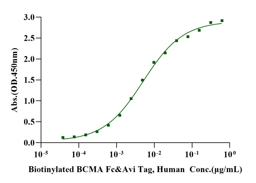 Biotinylated BCMA Fc&Avi Tag Protein, Human