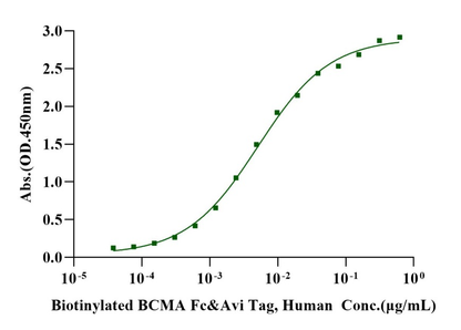 Biotinylated BCMA Fc&Avi Tag Protein, Human