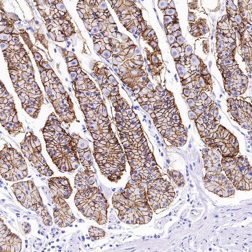 Claudin 3+Claudin 9 Recombinant Rabbit mAb (SDT-1452-80)