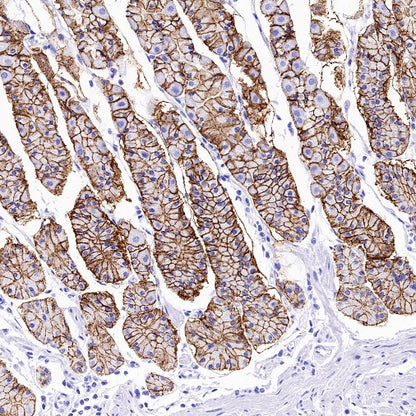 Claudin 3+Claudin 9 Recombinant Rabbit mAb (SDT-1452-80)