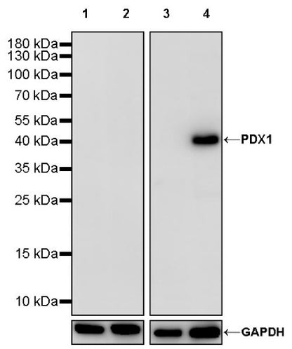 PDX1 Rabbit Polyclonal Antibody