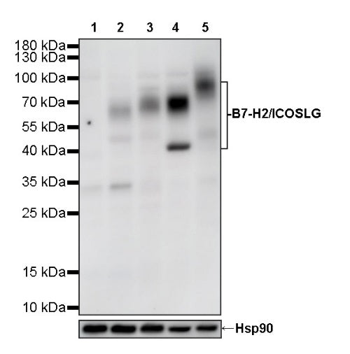 B7-H2/ICOSLG Recombinant Rabbit mAb (S-3306-12)