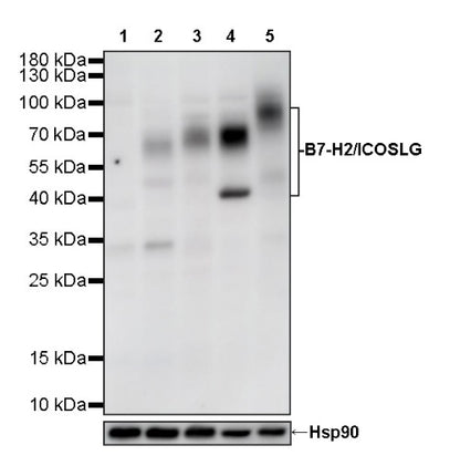 B7-H2/ICOSLG Recombinant Rabbit mAb (S-3306-12)