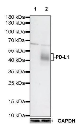 S-RMab® PD-L1 Recombinant Rabbit mAb (SDT-119-297)