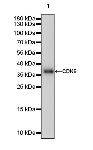 CDK6 Recombinant Rabbit mAb (S-1312-23)