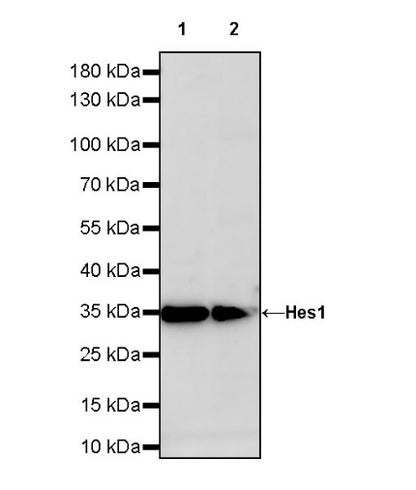 Hes1 Recombinant Rabbit mAb (S-780-211)