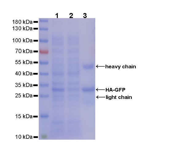 Rabbit Anti-HA Tag Magnetic Agarose