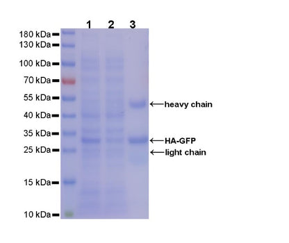 Rabbit Anti-HA Tag Magnetic Agarose