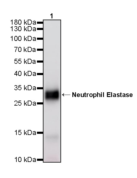 Neutrophil Elastase Recombinant Rabbit mAb (S-4397-22)